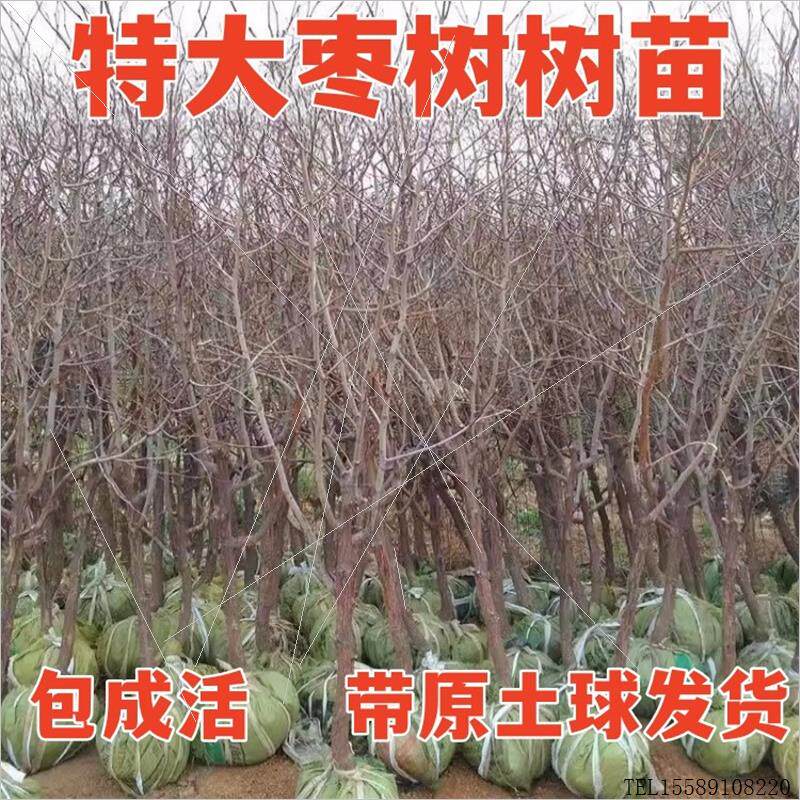 嫁接苹果树苗 青苹果树苗 澳洲青苹果苗地栽当年结果南方北方种植