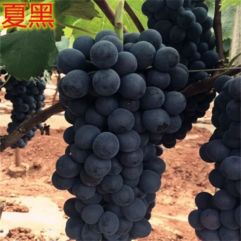 新品种果树苗夏黑葡萄南北
