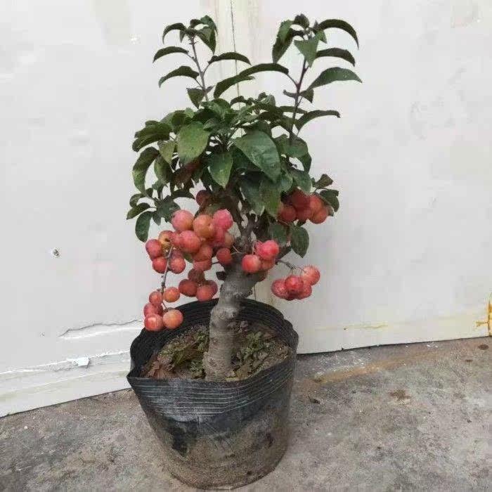 适合盆栽的小型果树,30种盆栽果树,懒人阳台养的果树(第9页)_大山谷图库