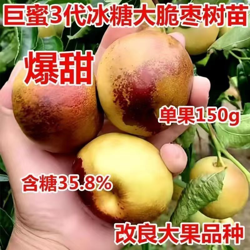 特大早熟冰糖脆枣树苗无核冬枣树苗新品种大苗早熟盆地栽当年结果