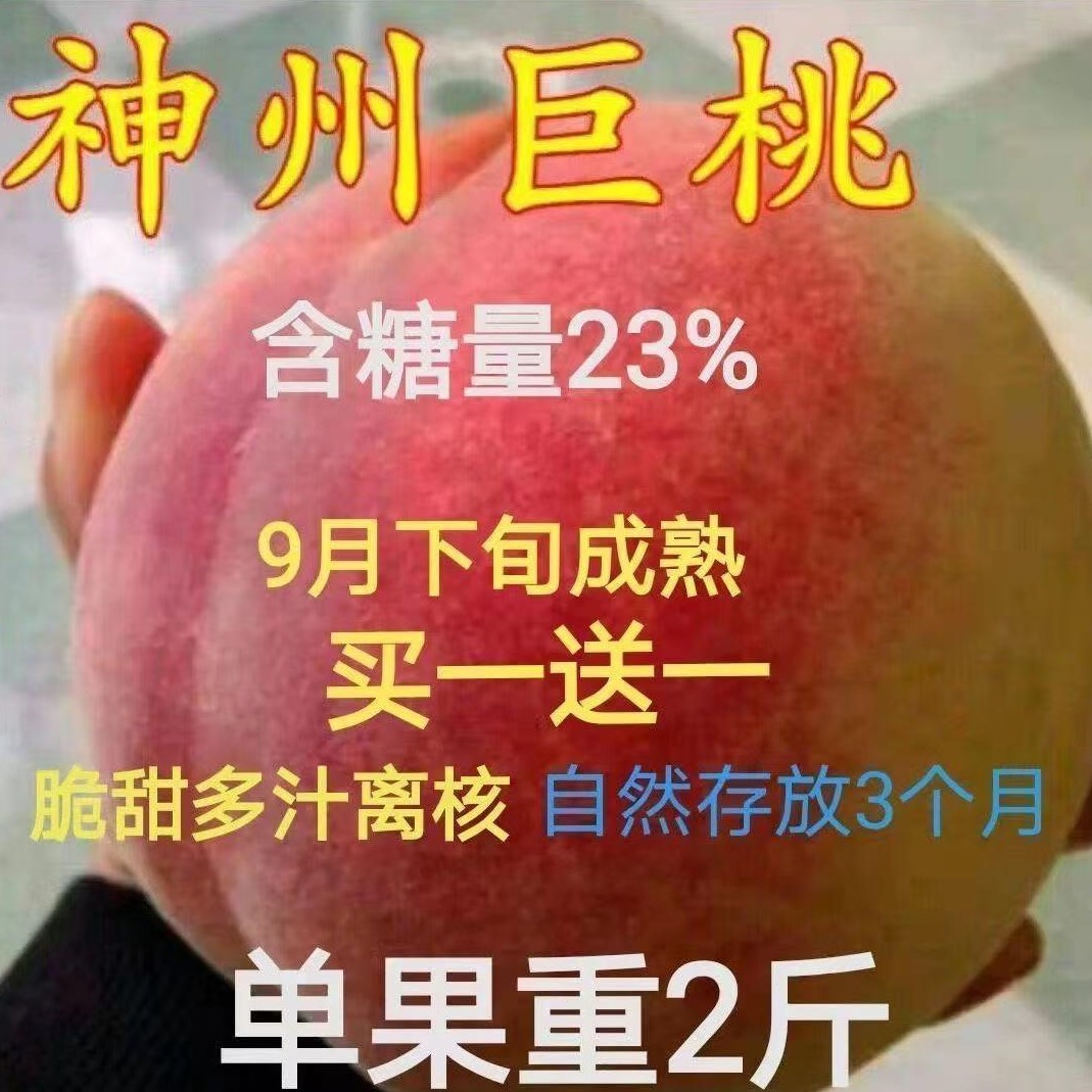 神州巨桃树果苗嫁接新品种特大桃树苗南北方种植当年结果2斤多