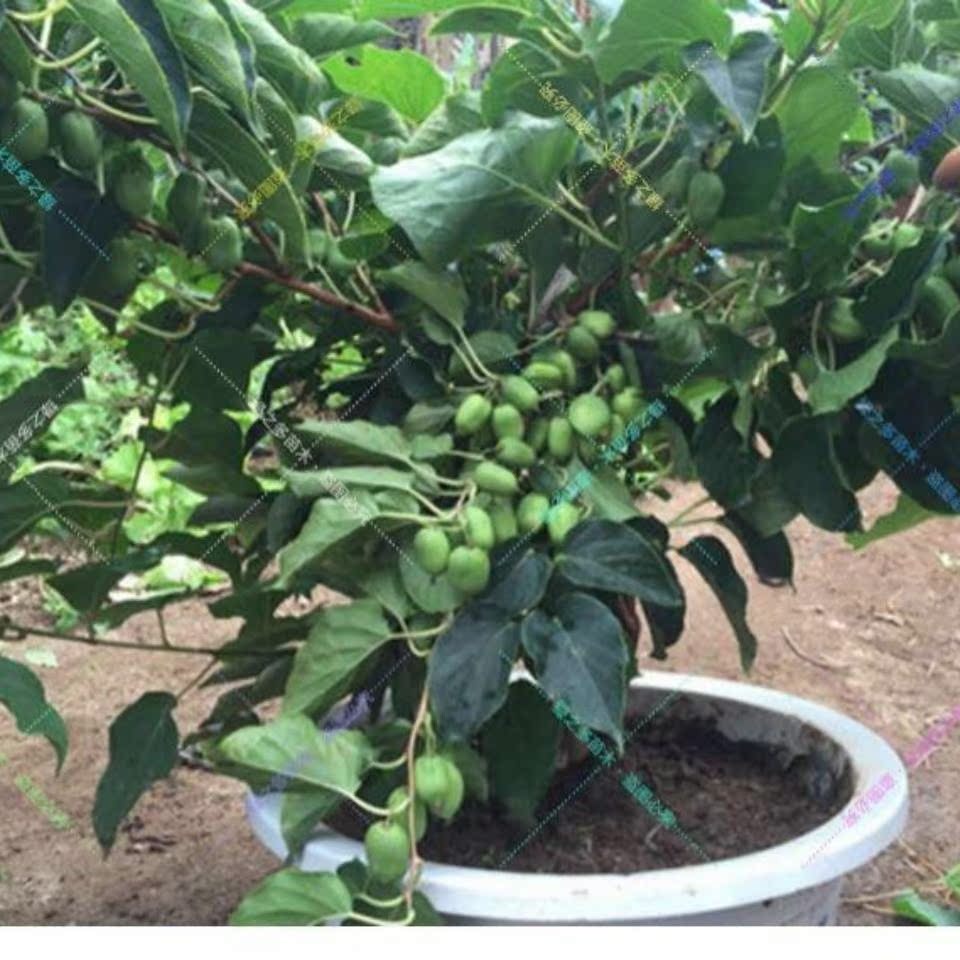盆栽软枣猕猴桃苗带土带叶发货正宗软枣猕猴桃树苗水果苗当年结果