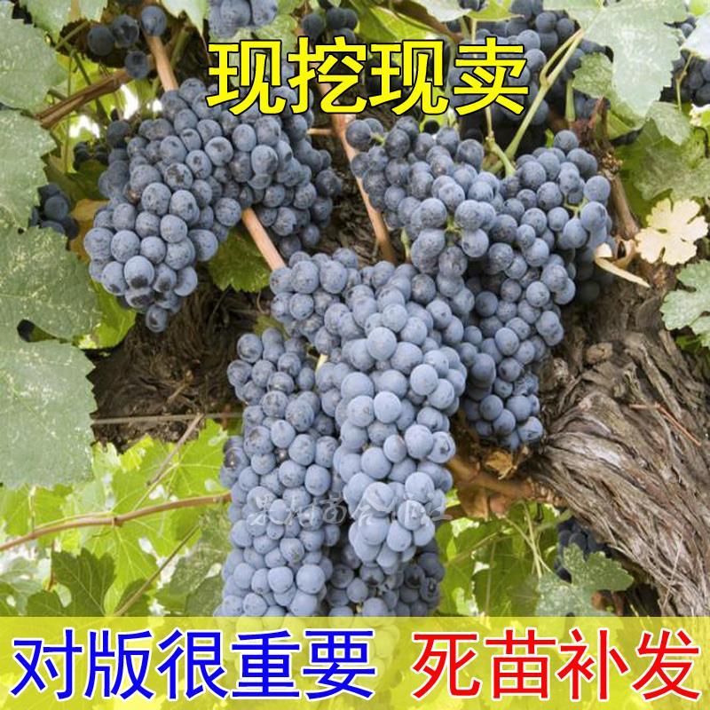 酿酒葡萄树苗品种 烟73(Yan 73) 烟74 8月份成熟 抗病强葡萄苗