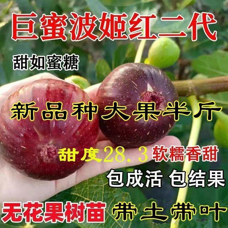 原土带叶无花果树苗波姬红新品种耐寒盆栽地栽南北方种植四季果苗
