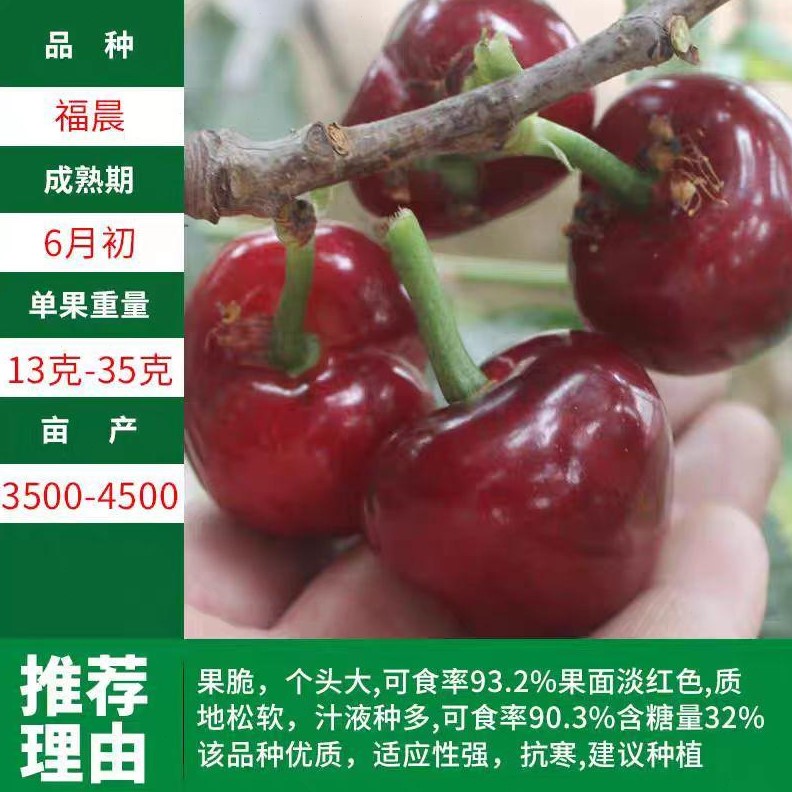 福晨樱桃树嫁接苗特大果树苗盆栽地栽南方北方均可种植