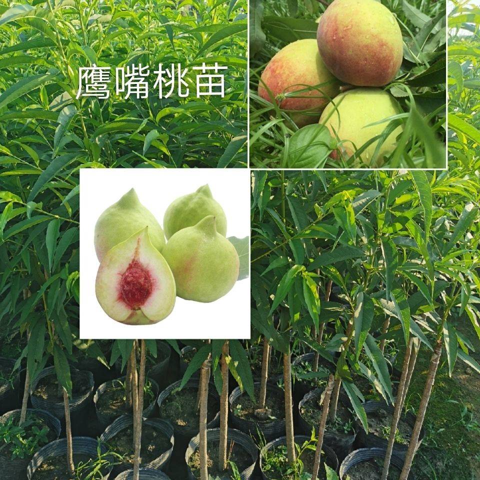 嫁接正宗连平鹰嘴桃树苗三月桃果树苗水蜜桃树南北方种植当年结果