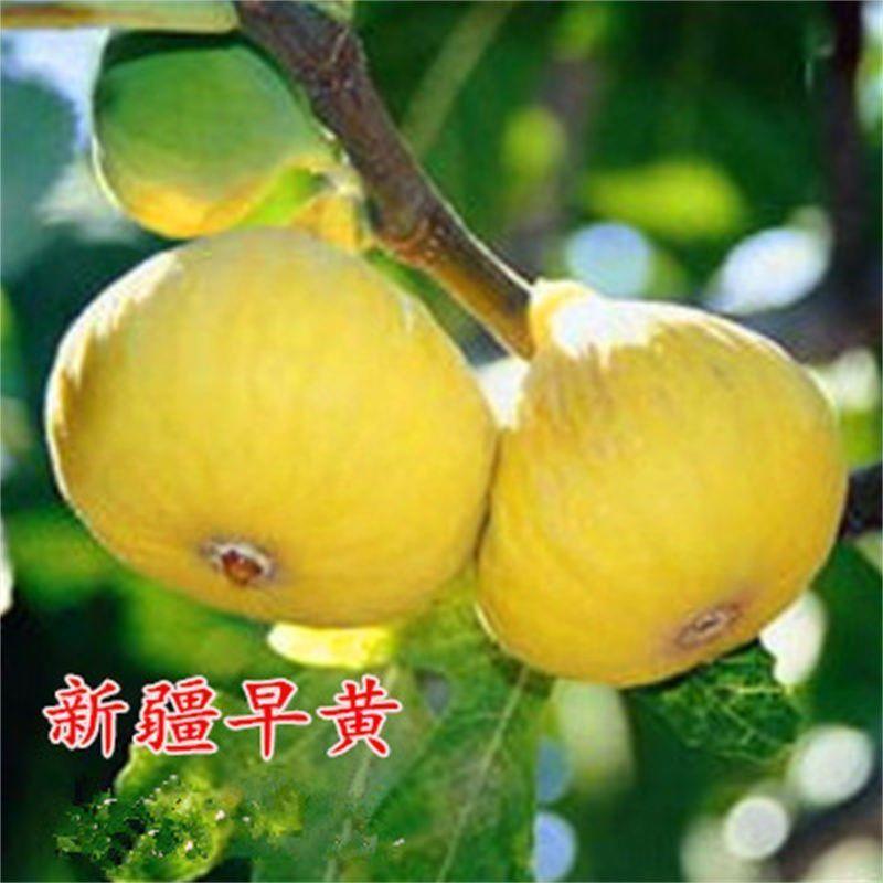 黄心无花果苗新疆早树当