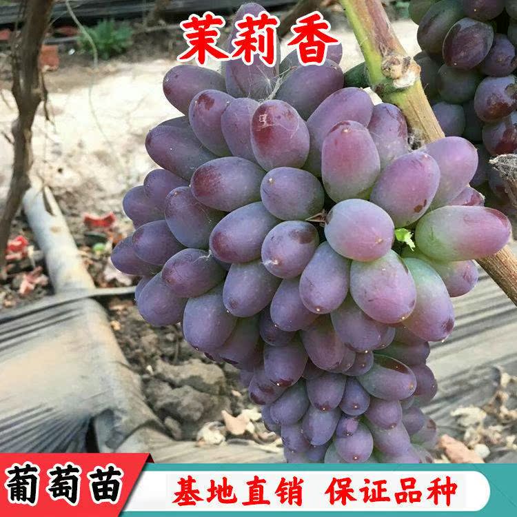 茉莉香葡萄苗新品种当年结果无籽葡萄树苗南方北方种植盆栽地栽苗