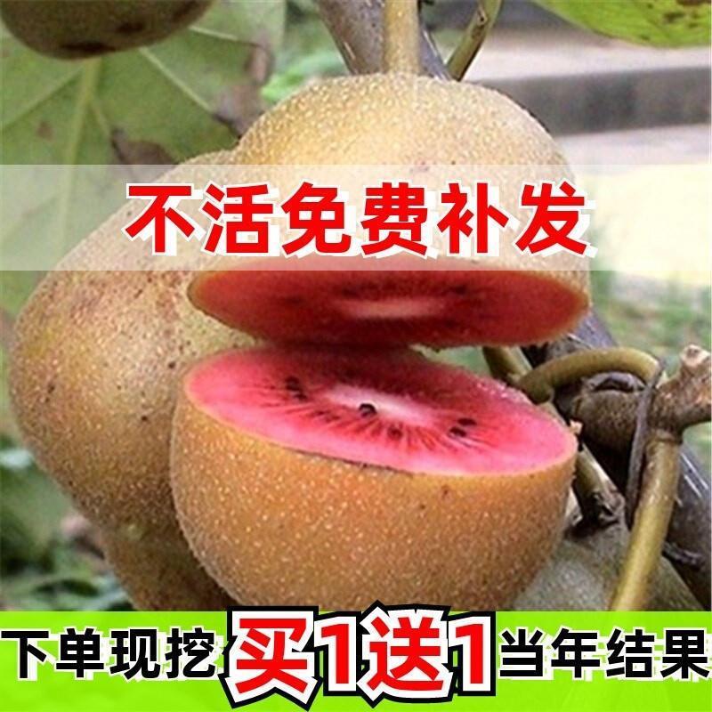 新品种红心软枣猕猴桃树果苗弥猕猴桃苗嫁接南北方种植迷糊桃苗当