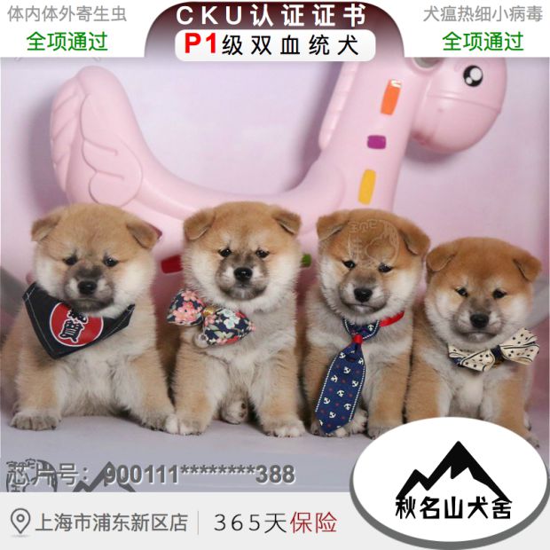 柴犬幼犬纯种活体日本小柴犬黑柴犬白柴犬 柯基犬秋田犬舍