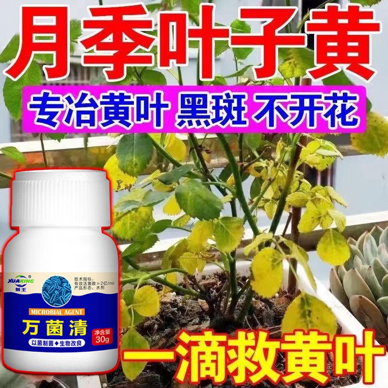 月季花专用药病全治黄叶黑斑病白粉病月季病虫害药月季花杀菌剂