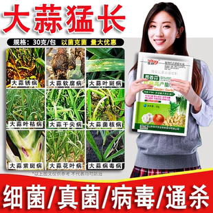 大蒜猛长大蒜专用肥防干尖软腐病疫病病毒病白粉病锈病大葱病全治