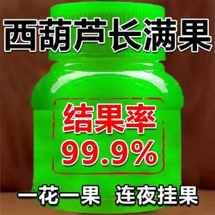 西葫芦授粉座果灵免人工授粉防落果防裂果树专用坐果授粉剂叶面肥