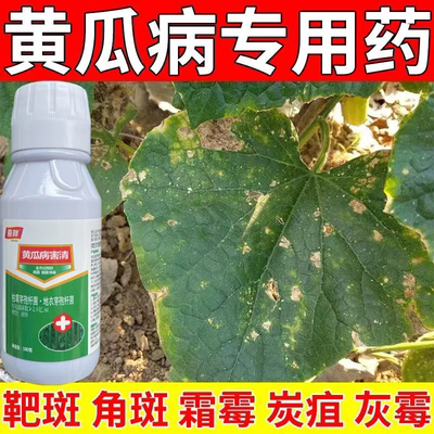 黄瓜杀菌剂黄瓜病全治叶斑病靶斑病角斑病灰霉病枯萎病黄瓜专用药