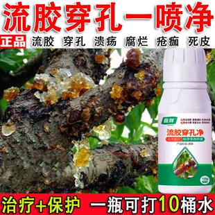 【流胶一喷净】果树流胶病专用药柑橘果树溃疡病腐烂病流胶穿孔净