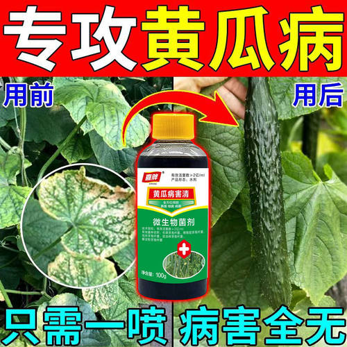 黄瓜专用药黄点病角斑病白粉褐斑病灰霉病炭疽病霜霉病病毒病全治