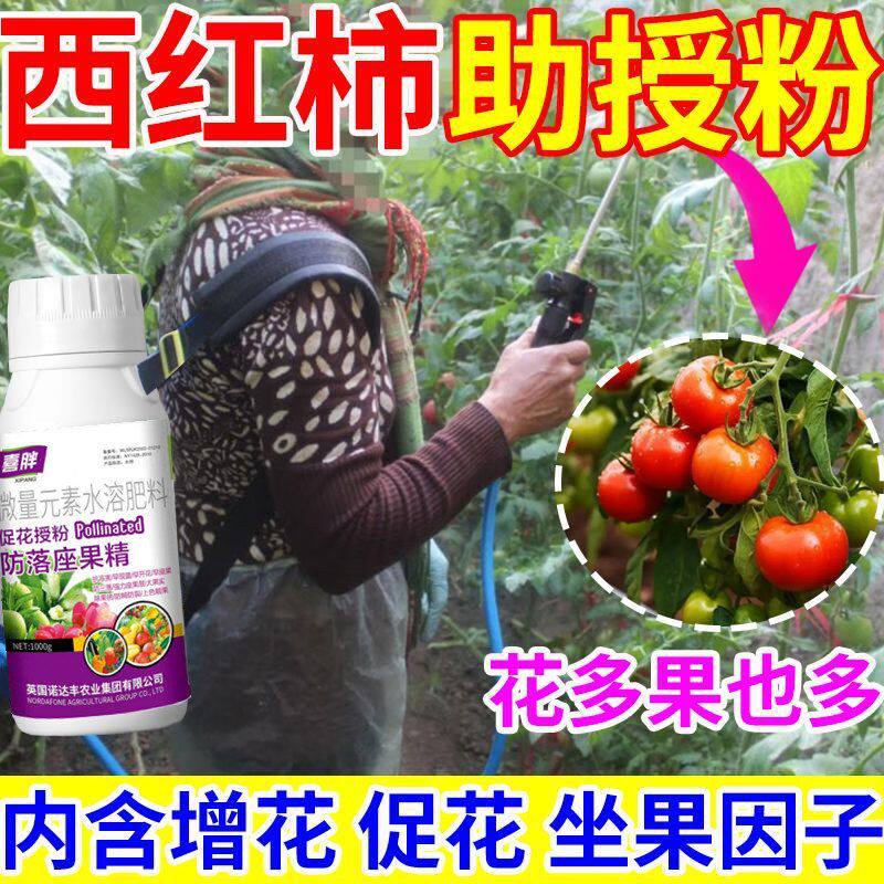 西红柿免点花省人工催花沾花素番茄圣女果千禧授粉药防落素座果灵