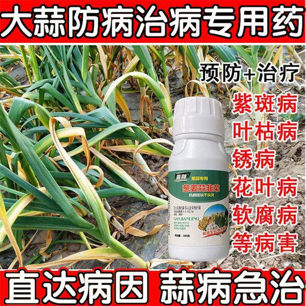 大蒜杀菌剂大蒜干尖黄叶大蒜死苗烂根叶枯病紫斑锈病大蒜病全治
