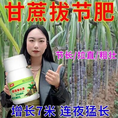 甘蔗拔节剂【一瓶一亩】甘蔗拉长拉直防裂增甜增产促分蘖生根壮苗