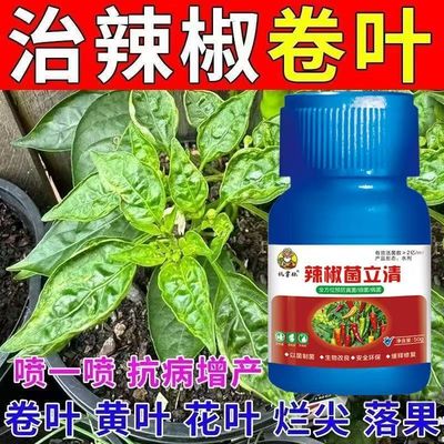 辣椒病毒炭疽疫病辣椒微生物菌剂辣椒病全治辣椒病卷叶病黄叶正品