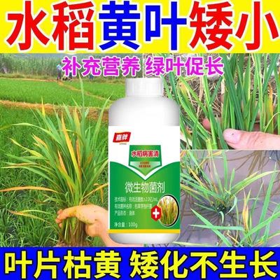 水稻黄叶干尖专用肥水稻黄叶一喷绿枯焦斑点烂根死苗水稻水溶肥