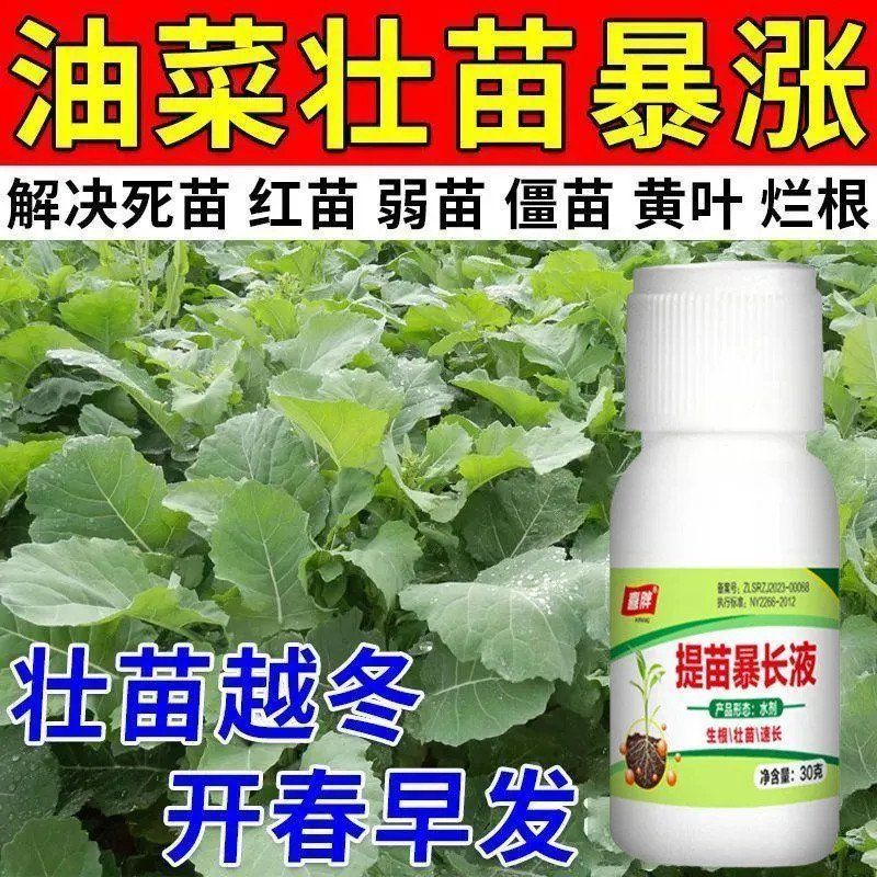 油菜提苗暴长剂生根壮苗防死苗僵苗抗倒伏抗病促长增产油菜专用肥