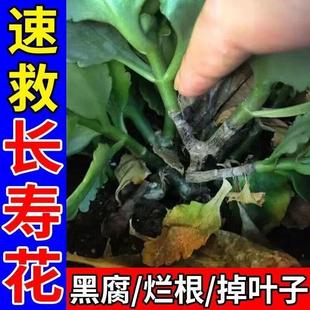 长寿花专用肥料防治黑腐烂根掉叶枯萎叶片长黑斑白粉白斑病专用药