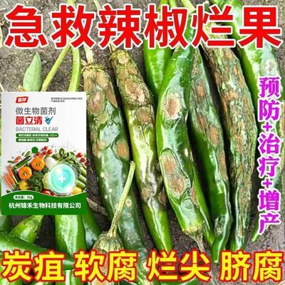 治辣椒病害辣椒专用药炭疽病溃疡病软腐病烂果花皮病防烂特效农药