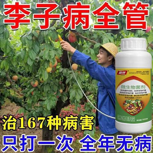 李子病全治李子树杀菌剂红点病流胶病疮痂病褐腐病炭疽病裂果缩叶