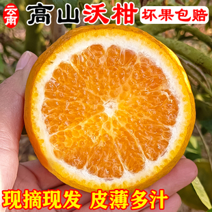 正宗云南高山沃柑橘子柑子现摘现发新鲜多汁高甜微酸中大果5斤9斤