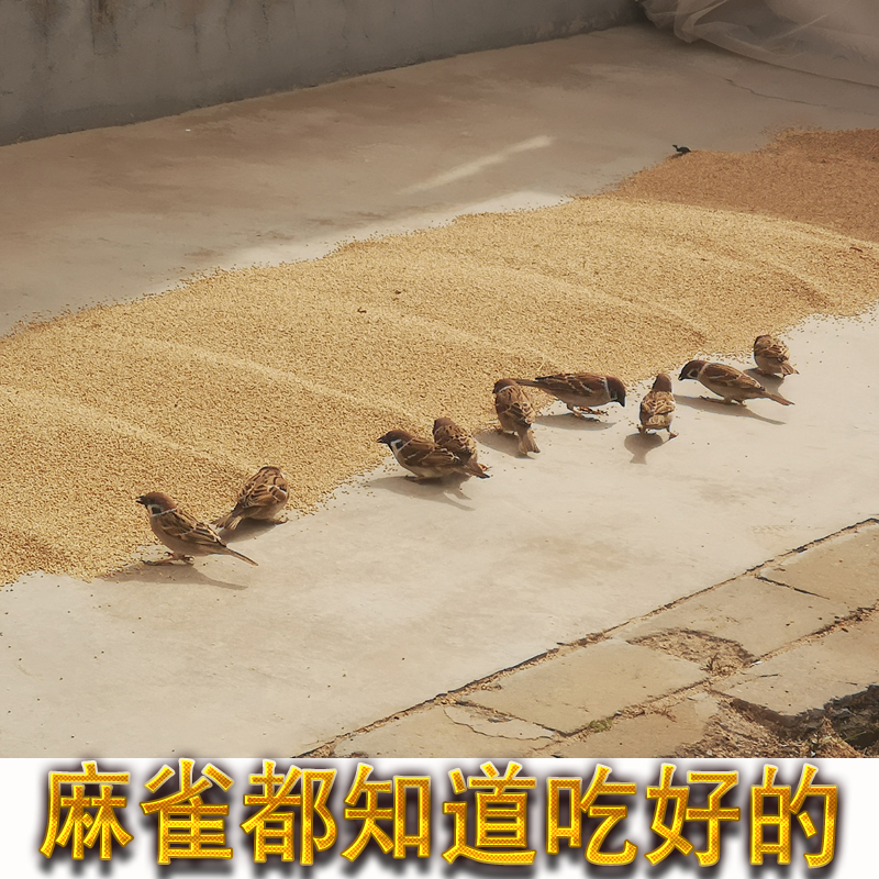 山西食用级黄谷子沁州黄晋谷21号