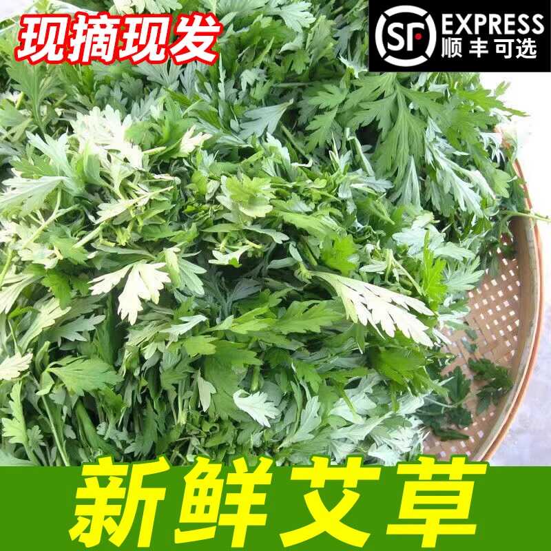 新鲜艾草叶新鲜艾草叶当季蔬菜