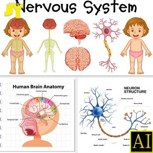 矢量卡通人体神经元解剖图解科研绘图文章插图生物医学示意图素材