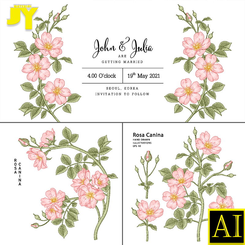线稿rose手绘鲜花植物海报封面包装装饰插画临摹画AI矢量设计素材