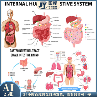 矢量人体内部消化系统示意图肺脑卵巢肠道内脏癌细胞演变设计素材
