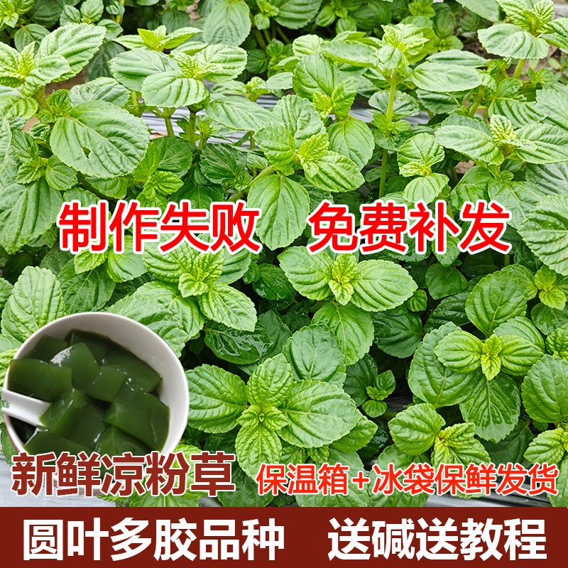 广西新鲜多胶质圆叶凉粉草多胶质自家种植现摘现发烧仙草绿仙人草