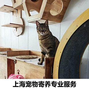 上海猫咪寄养狗狗养老宠物上门喂养喂猫洗猫兔子乌龟专车接送托管