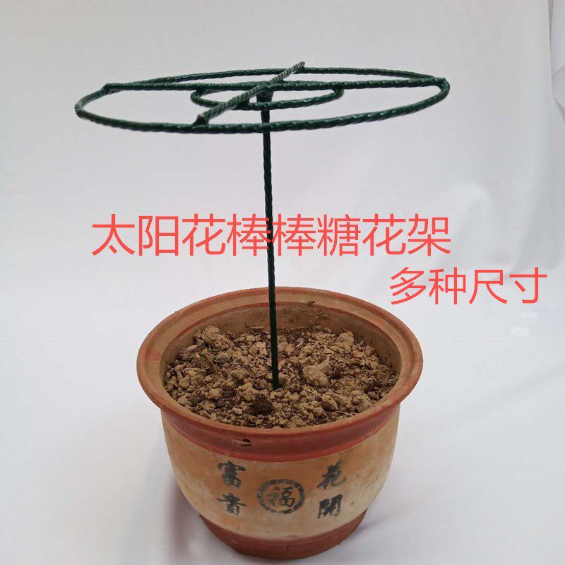 太阳花支架棒棒糖造型蟹爪兰植物