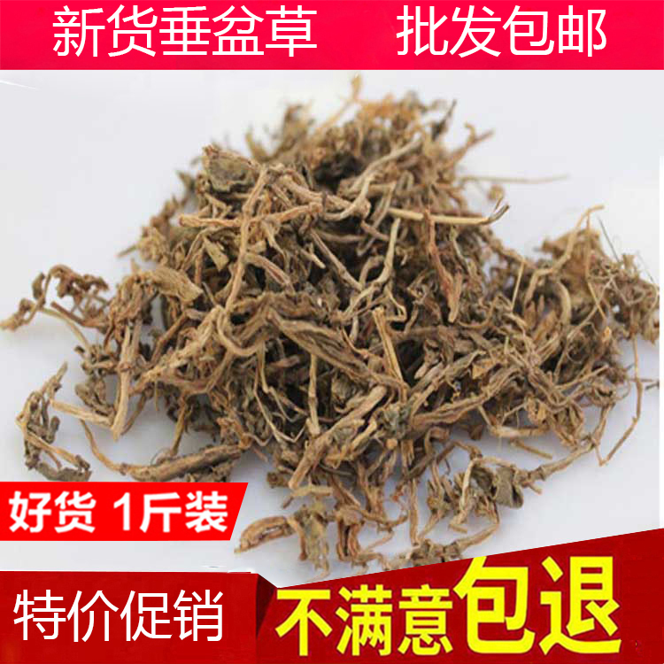 中药材新货垂盆草 野生垂盘草 狗牙草 老鼠草垂盆草粉 500克包邮
