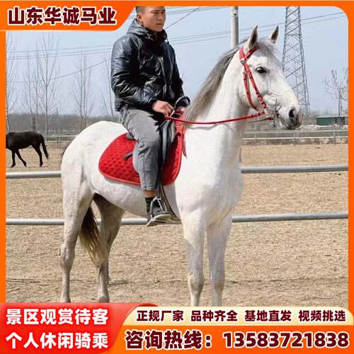 纯血马半血马景区游客马活马真马