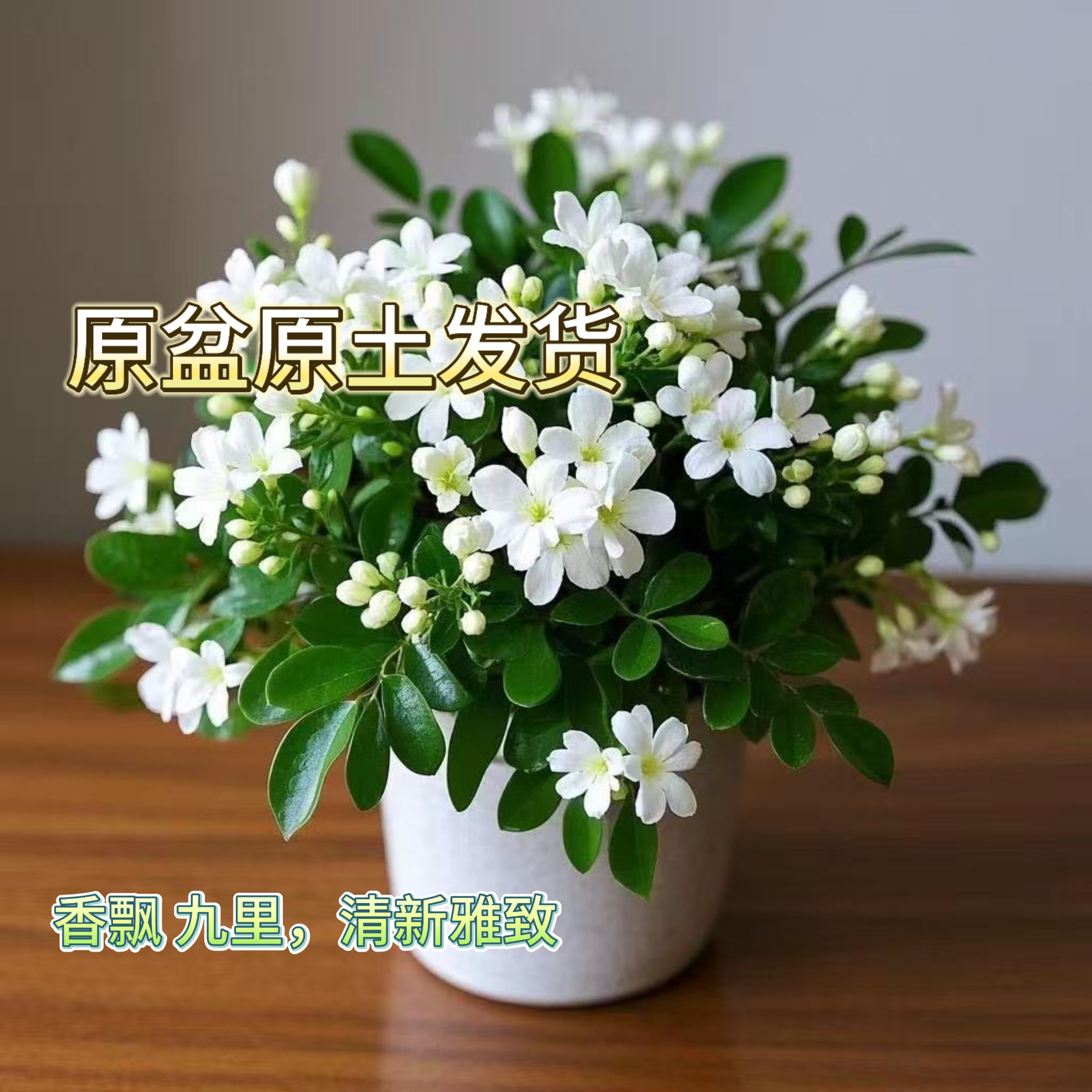 九里香盆栽带花苞室内阳台庭院花卉植物四季开花好养易活耐寒绿植