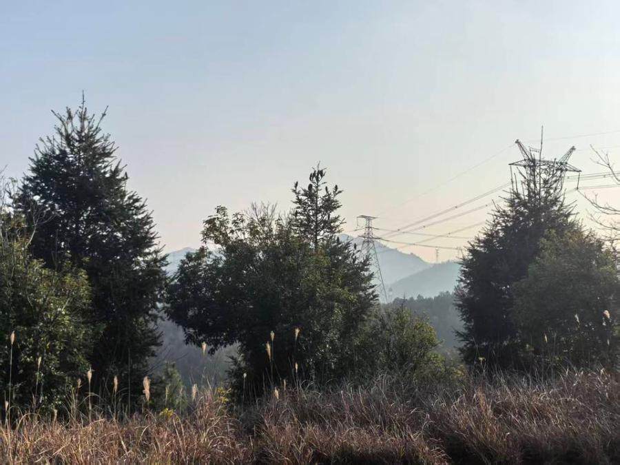 2月7日湘潭生态园内的苗木铁坚杉162棵和金丝楠木65棵网络拍卖公告