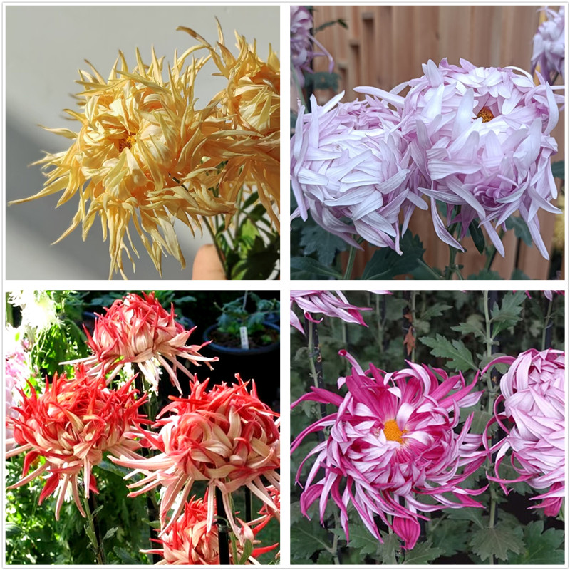 江户菊花苗 江户白驹 绘卷 神乐 宝珠 阳台盆栽秋季开花植物包邮