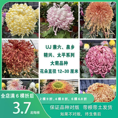 牡丹菊国华传统大菊苗35个品种 兼六红兼六香 独本菊花多年生宿根