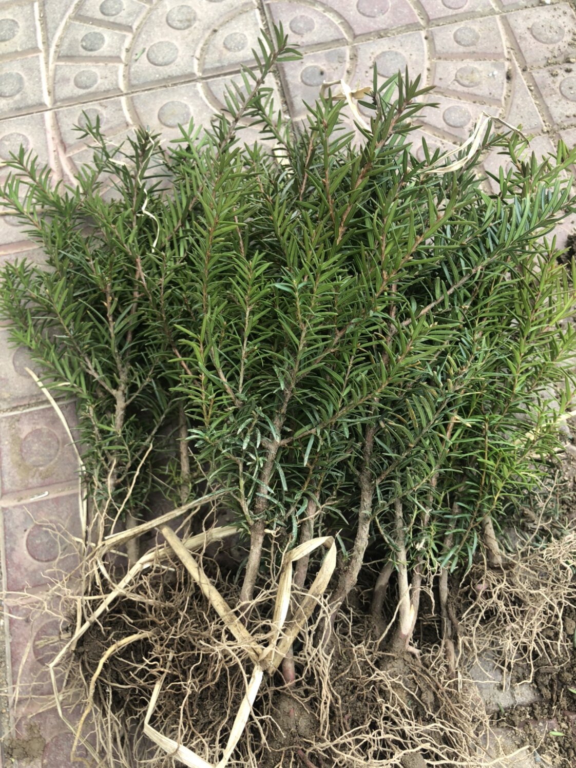 东北红豆杉4年籽播苗20-30cm 大量出售 耐寒庭院盆景苗净化空气