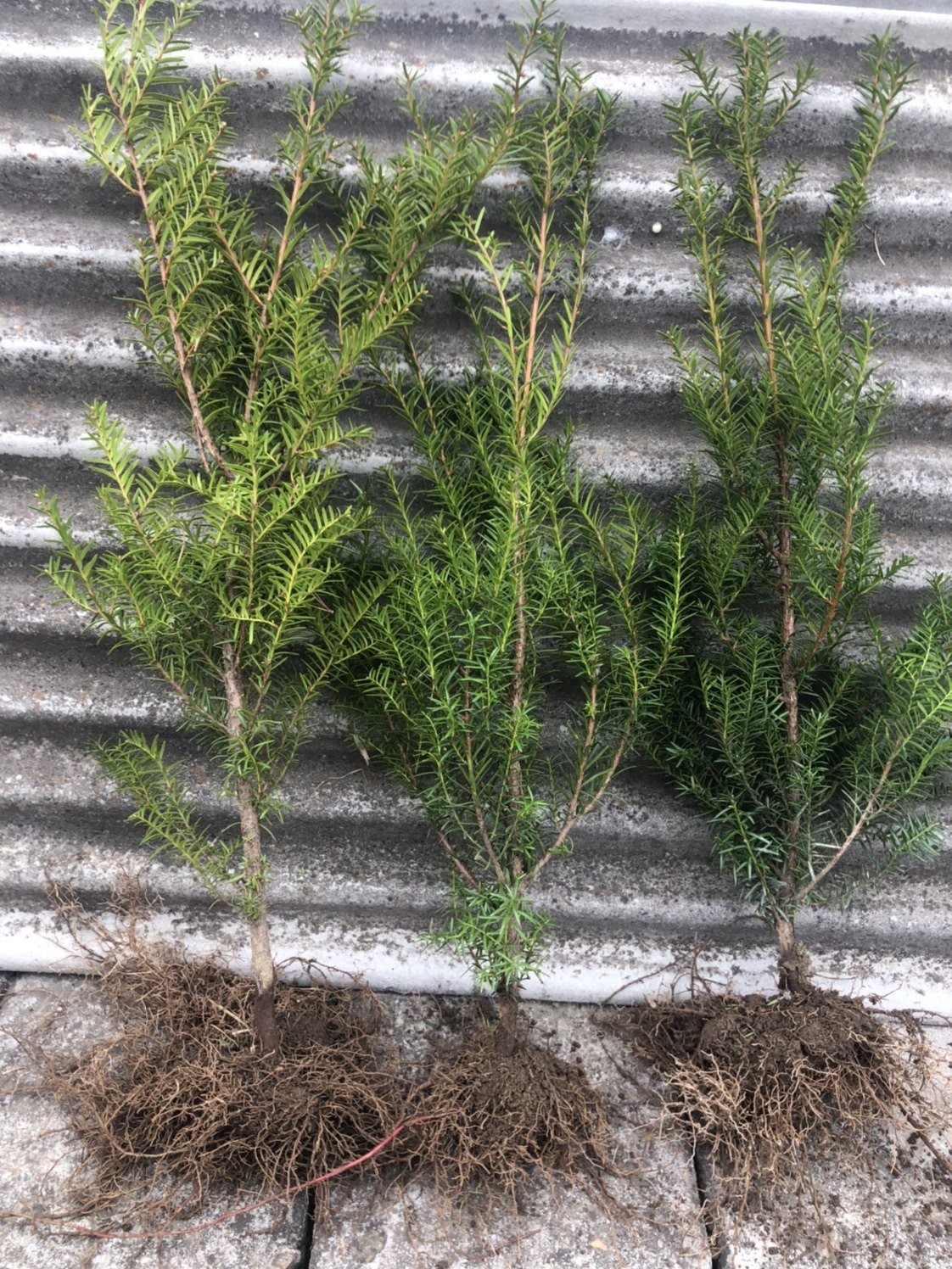 纯正东北红豆杉5年籽播苗50cm 特价包邮2棵起拍卖的贼好 爆款