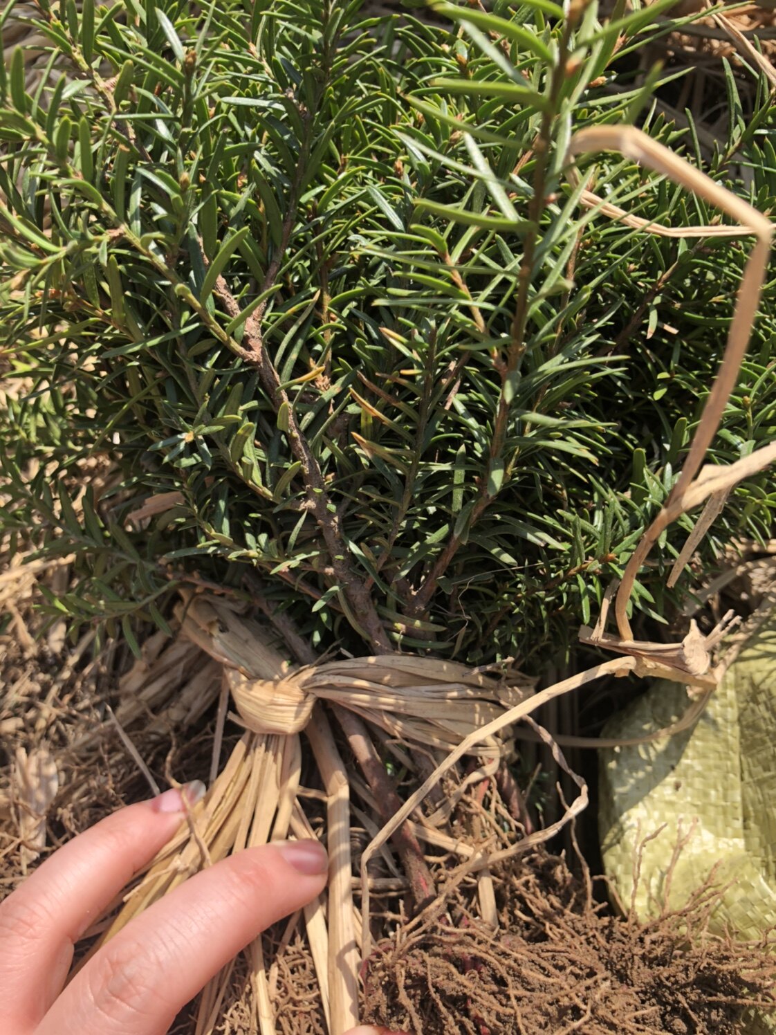 3年小苗20m纯正东北红豆杉籽播小苗批发