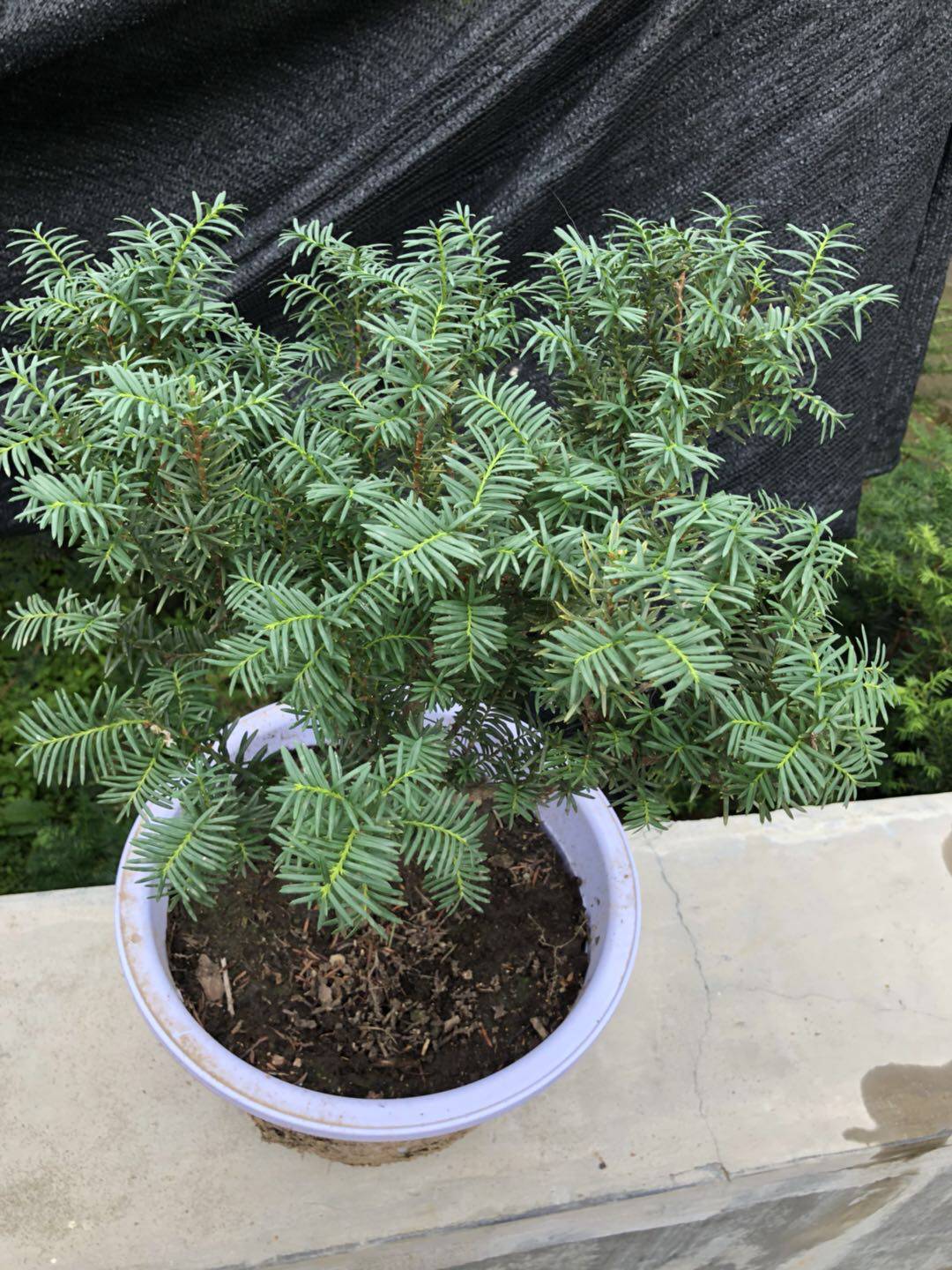 东北红豆杉树苗盆景地栽盆栽珍贵绿化植物客厅室内当年结果正宗