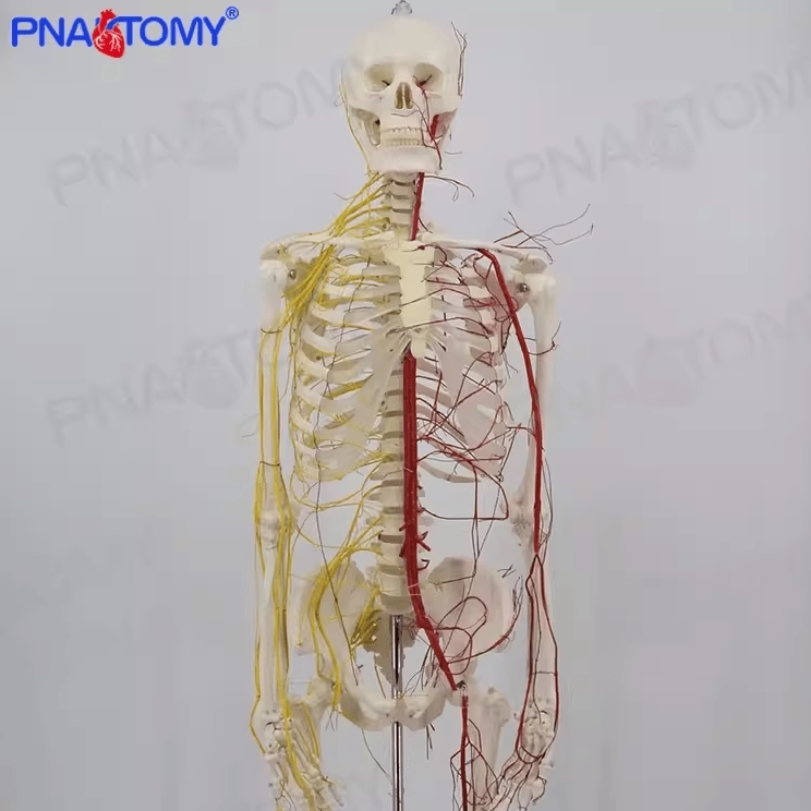 人体医用血管骨架标本骨骼模型