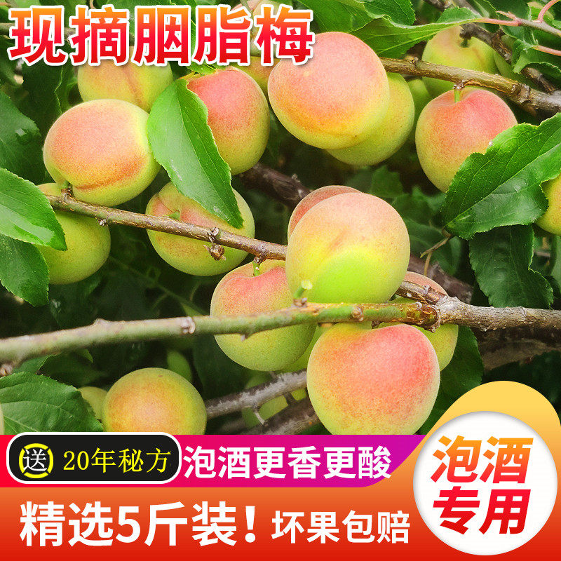 高山新鲜胭脂梅 现摘青梅鲜果挂红梅子南高梅 泡酵素黄梅胭脂梅酒